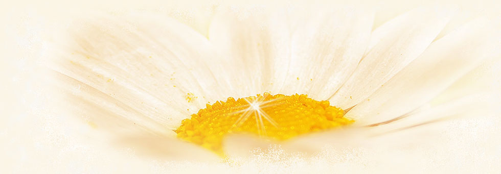Floating Daisy Image